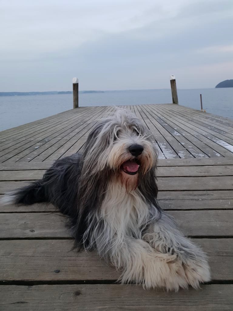 Unser Hund, ein Bearded Collie, liegt auf einem Holzsteg am Wasser
